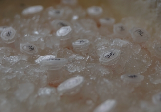 Buňky se během zpracování po experimentu udržují na ledě, aby nedošlo k degradaci proteinu a dalších molekul.JPG